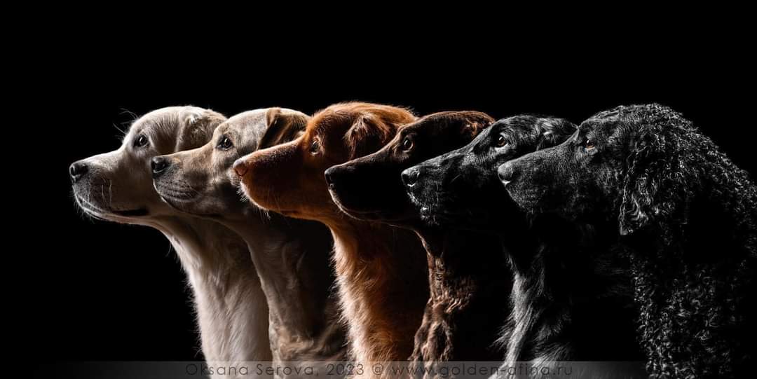 RETRIEVERS